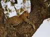 Ulusaba Cliff Lodge - Wildlife 